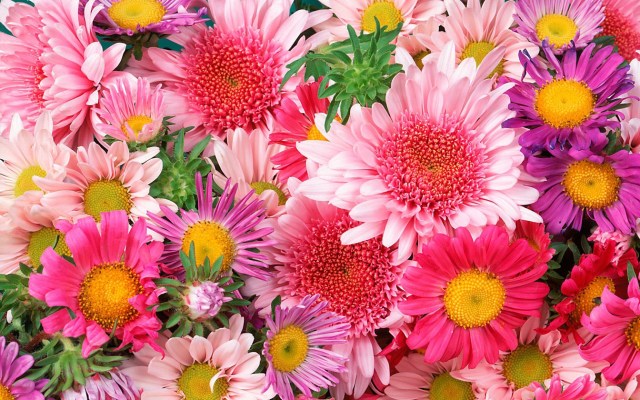 daisies and mums