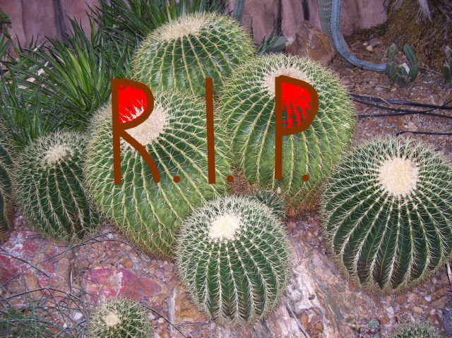cacti4 rip red